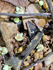 Trichilia tuberculata