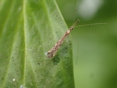 Empicoris rubromaculatus