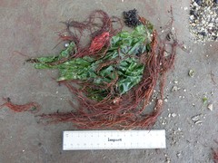 Gracilaria chilensis