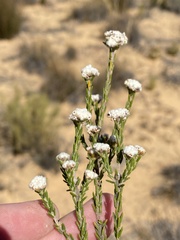 Phylica pauciflora