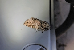 Characoma fortiscripta