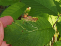 Agromyza aristata