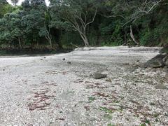 Gracilaria chilensis