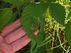 Agromyza aristata