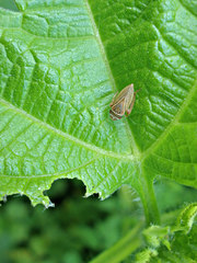 Aphrodinae