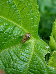 Aphrodinae
