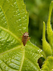 Aphrodinae
