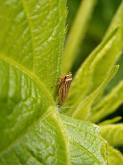 Aphrodinae