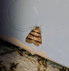 Flammona quadrifasciata