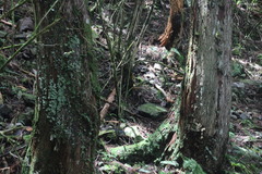 Pterorhinus ruficeps