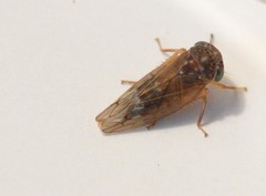 Metidiocerus rutilans