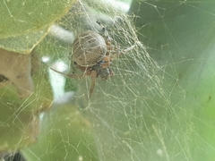 Neoscona rufipalpis