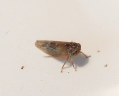 Metidiocerus rutilans