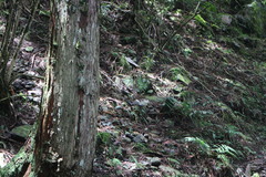 Pterorhinus ruficeps