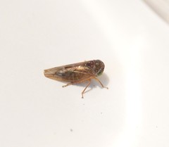 Metidiocerus rutilans