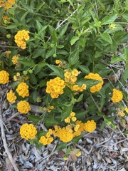 Lantana depressa