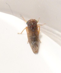 Metidiocerus rutilans