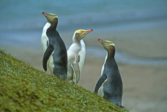 Megadyptes antipodes