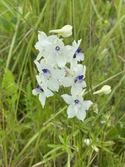 Delphinium pavonaceum