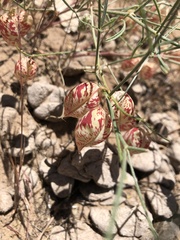 Astragalus ceramicus