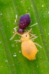 Deuterosminthurus pallipes