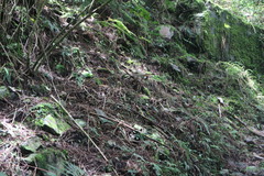 Pterorhinus ruficeps