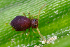 Deuterosminthurus pallipes