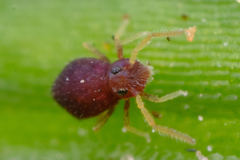 Deuterosminthurus pallipes