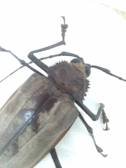 Xixuthrus domingoensis