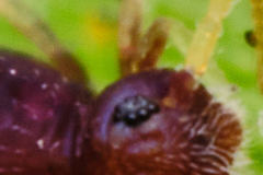 Deuterosminthurus pallipes