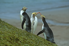 Megadyptes antipodes