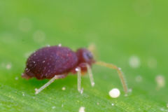 Deuterosminthurus pallipes