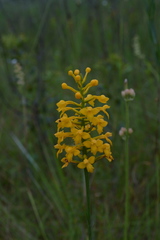 Platanthera integra