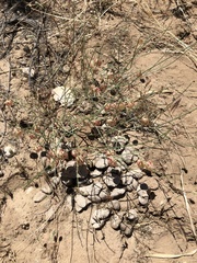 Astragalus ceramicus