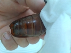 Xixuthrus domingoensis