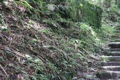 Pterorhinus ruficeps