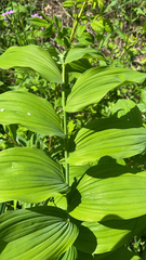 Polygonatum biflorum