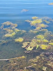 Potamogeton confervoides
