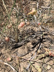 Astragalus ceramicus