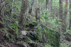 Pterorhinus ruficeps