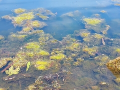 Potamogeton confervoides