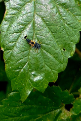 Harmonia axyridis