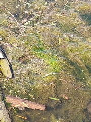 Potamogeton confervoides