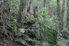 Pterorhinus ruficeps