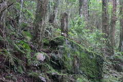 Pterorhinus ruficeps