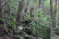 Pterorhinus ruficeps