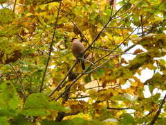 Pyrrhula pyrrhula griseiventris
