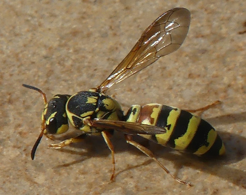 Ceramius fonscolombei