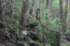 Pterorhinus ruficeps