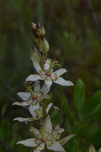 Image of Zigadenus glaberrimus by (c) Daniel McNair, some rights reserved (CC BY)